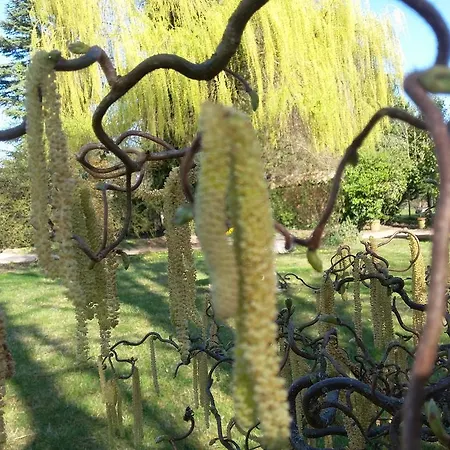 Sarrasine, Macon Est - Teritoria Replonges